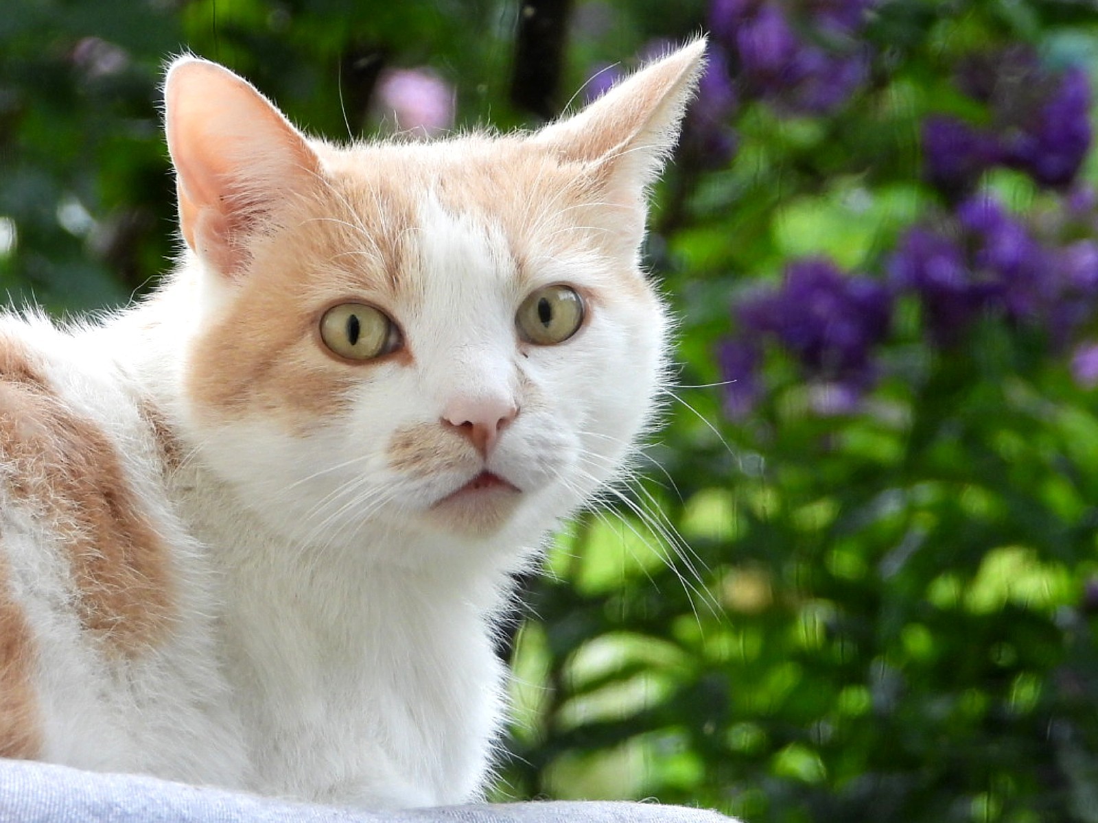 Ein Kater im Garten