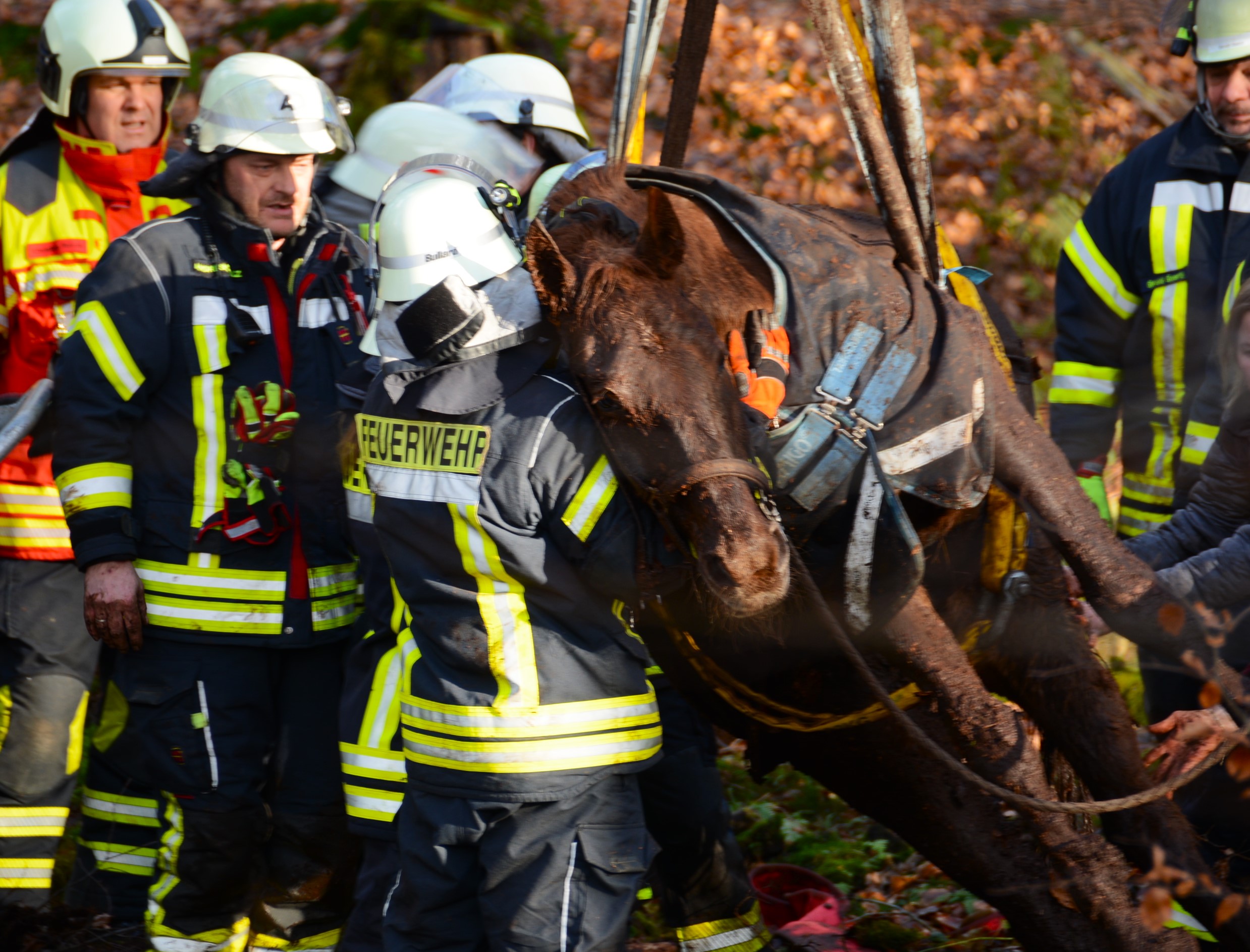 Feuerwehrleute ziehen ein Pferd aus dem Morast