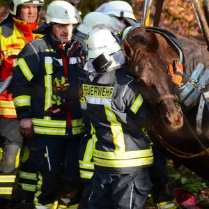 Feuerwehrleute ziehen ein Pferd aus dem Morast