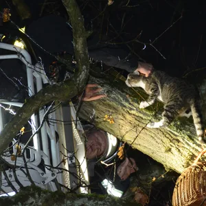 Die Feuerwehr holte die Katze aus einer rund 14 Meter hohen Eiche.