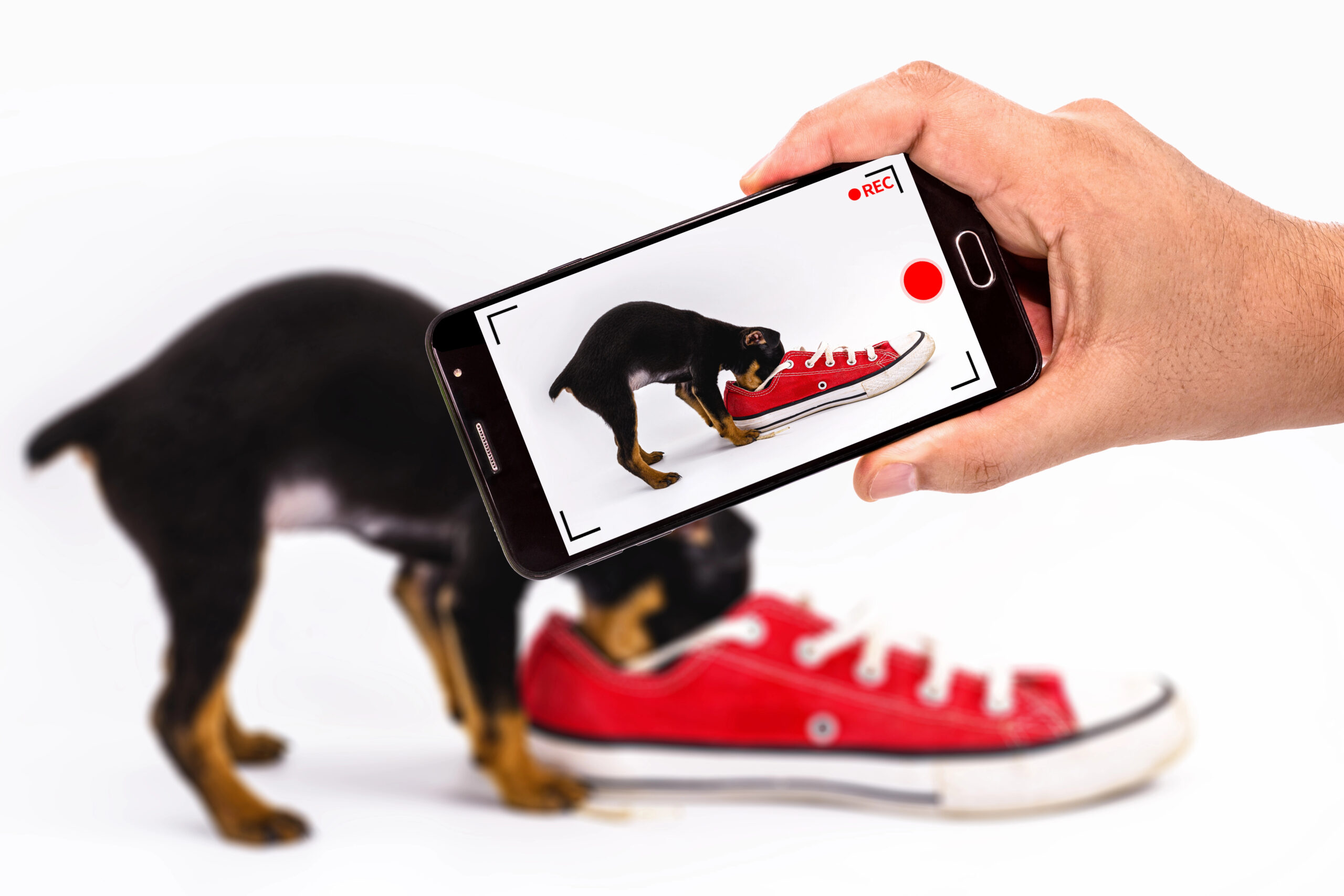 Hund wird mit Smartphone gefilmt.