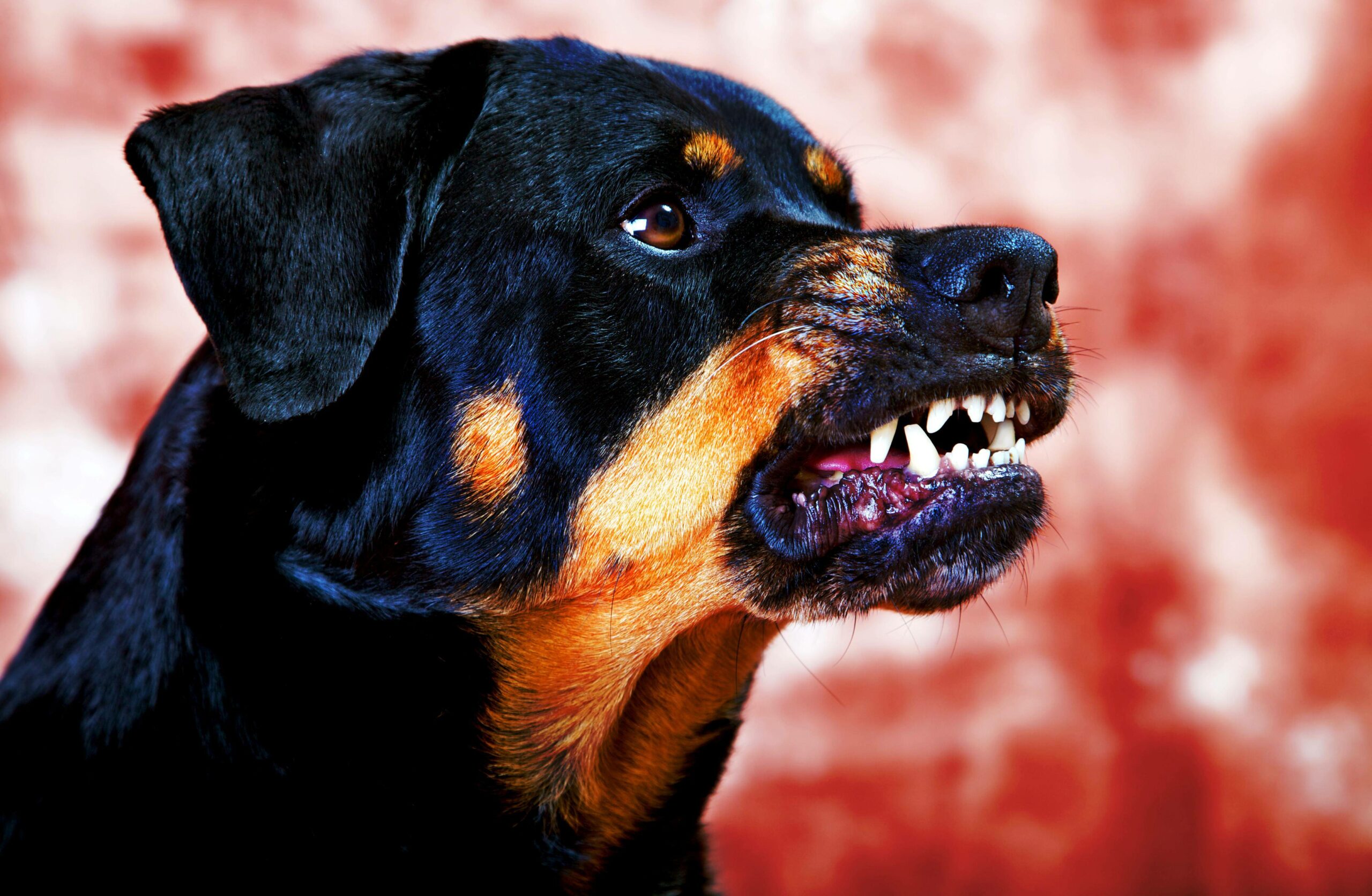 Der Hund, der das Mädchen angegriffen hat, soll einem Rottweiler ähnlich gesehen haben. (Symbolfoto)