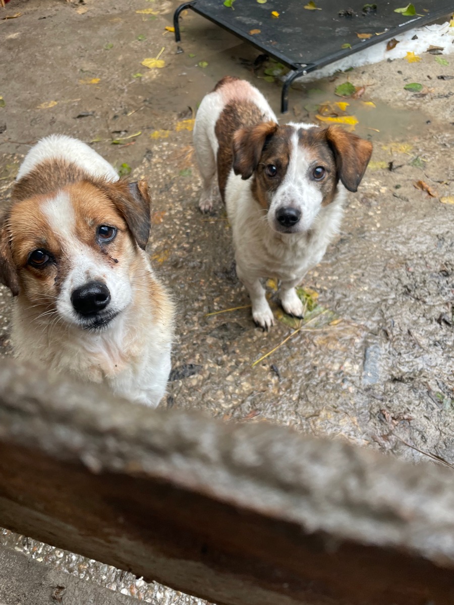 zwei kleine Hunde stehen im Matsch