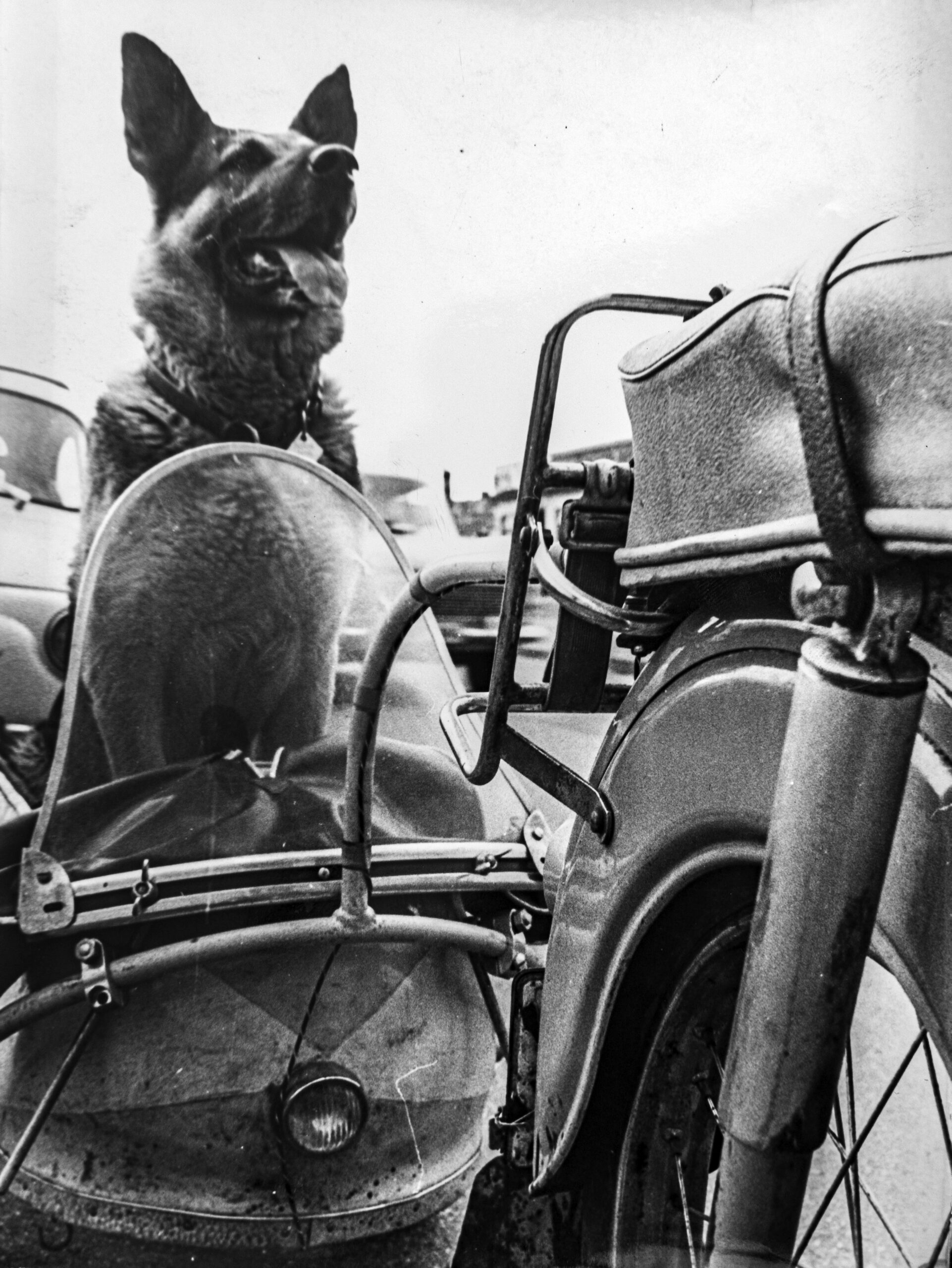 Polizeihund Arny war vor 60 Jahren ein vierbeiniger Medienstar in Hamburg.