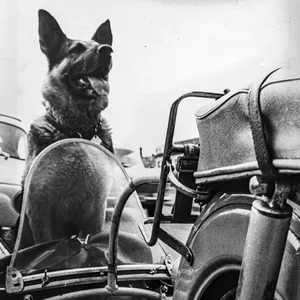 Polizeihund Arny war vor 60 Jahren ein vierbeiniger Medienstar in Hamburg.