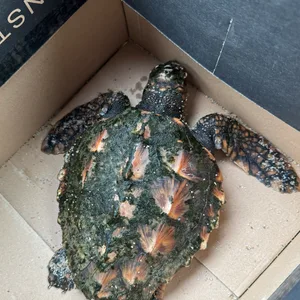 Schildkröte auf Abwegen