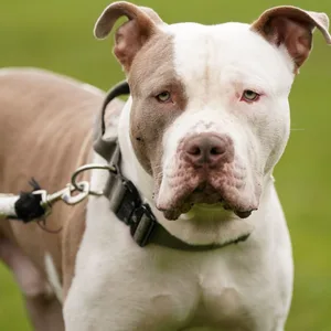 XL Bully