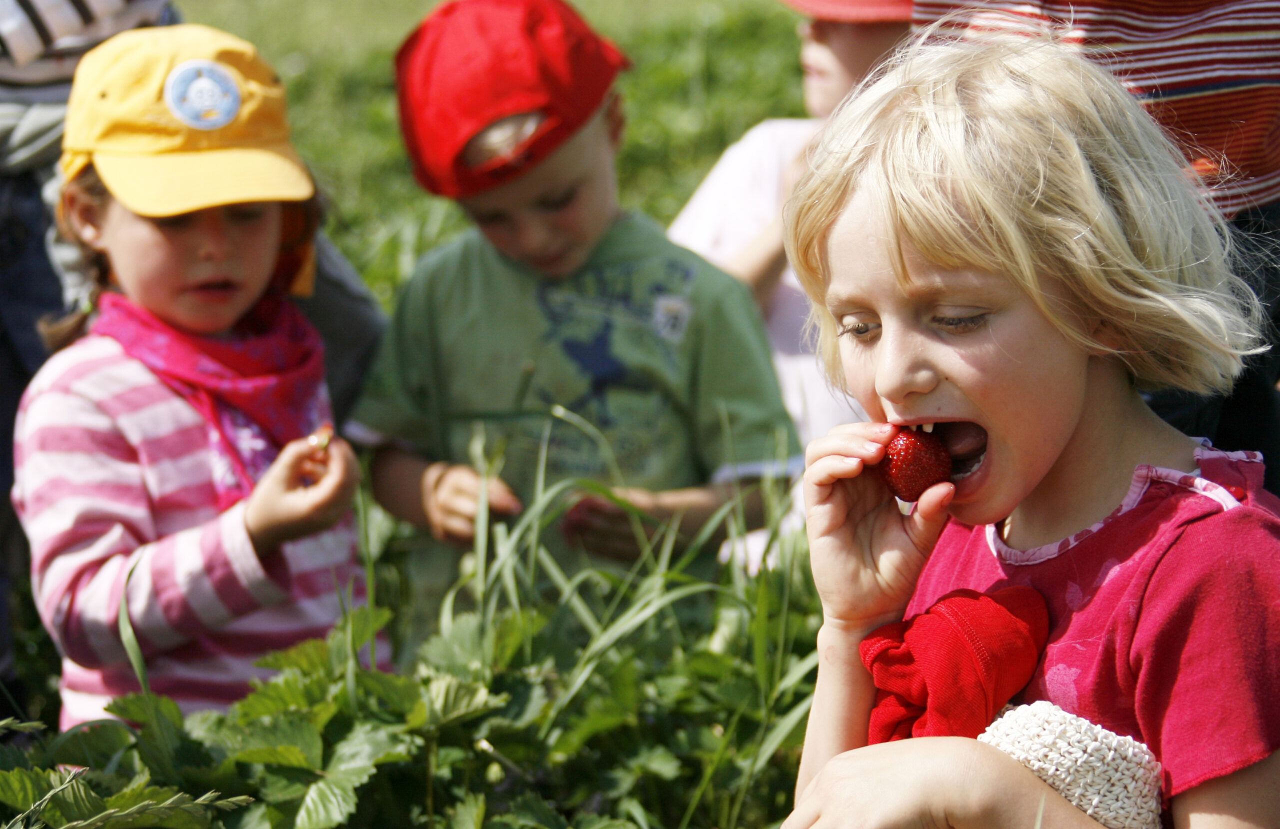 Kinder essen auf dem Gut Wulksfelde frische Erdbeeren in den Feldern.