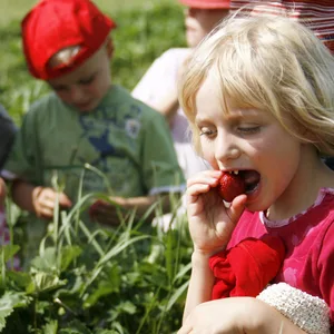 Kinder essen auf dem Gut Wulksfelde frische Erdbeeren in den Feldern.
