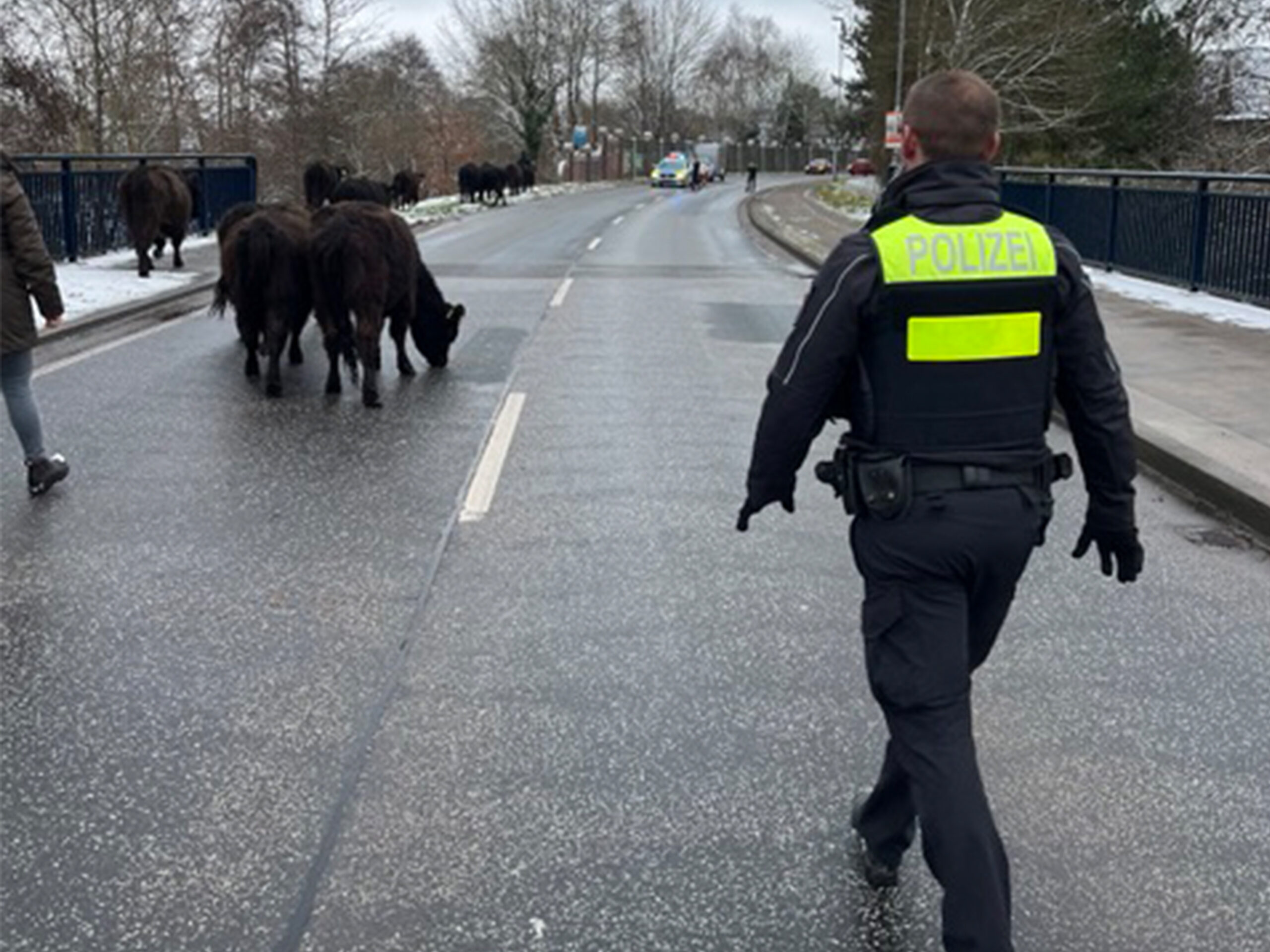 Die Rinder wurden von der Polizei zurück auf die Weide getrieben.