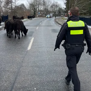 Die Rinder wurden von der Polizei zurück auf die Weide getrieben.