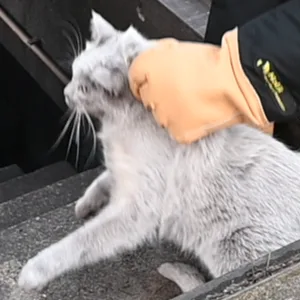 Die Katze hatte sich offenbar in einem S-Bahntunnel verirrt und wartete an einem Notausgang auf ihre Rettung.