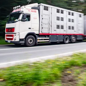 Ein Viehtransporter ist am Freitagabend bei Haselünne umgekippt. (Symbolbild)