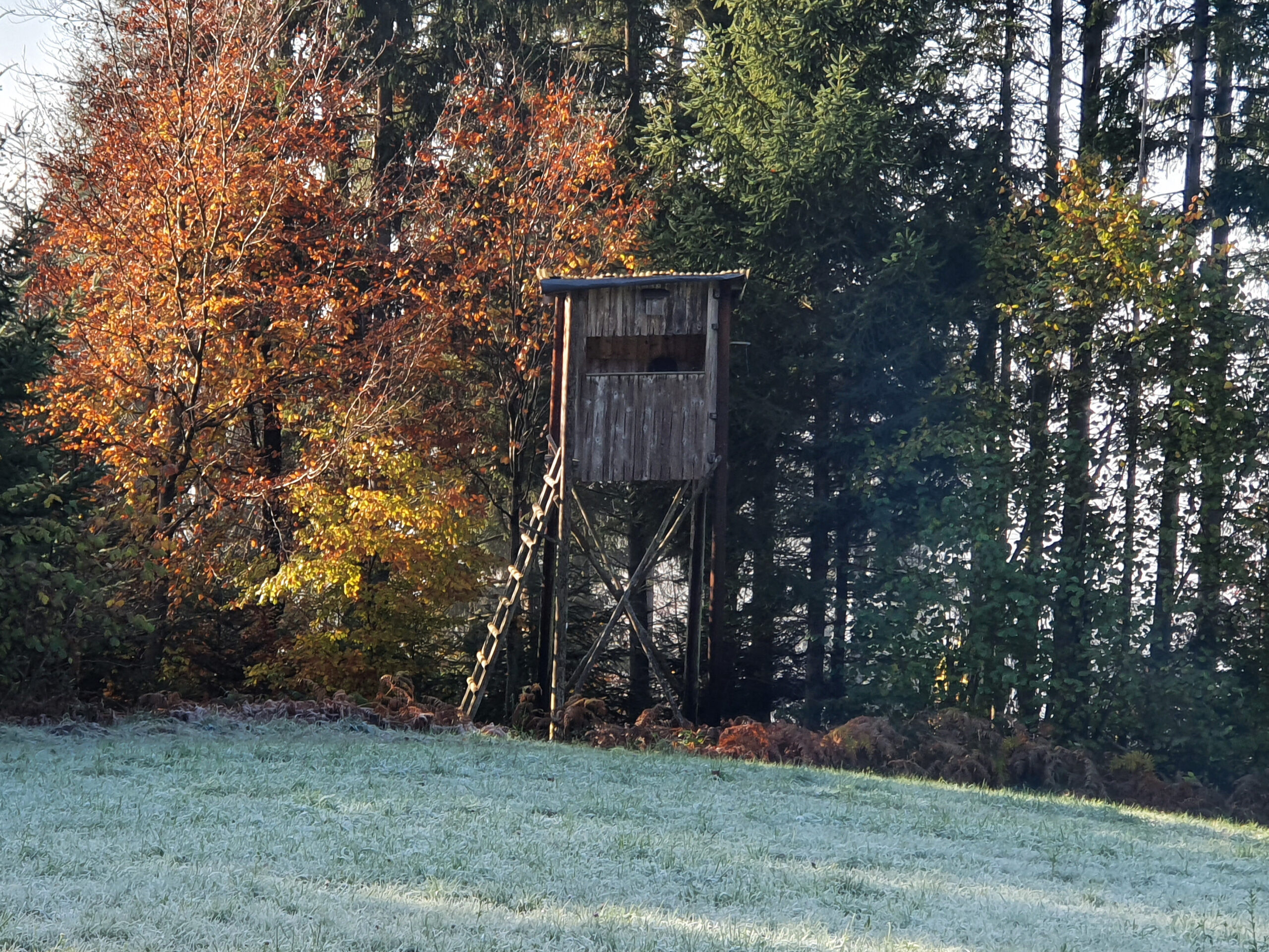 Hochsitz im Wald