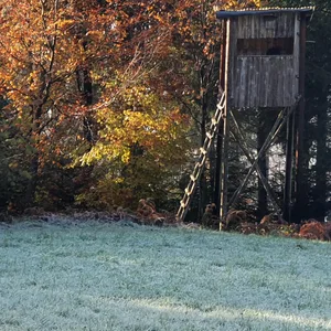 Hochsitz im Wald