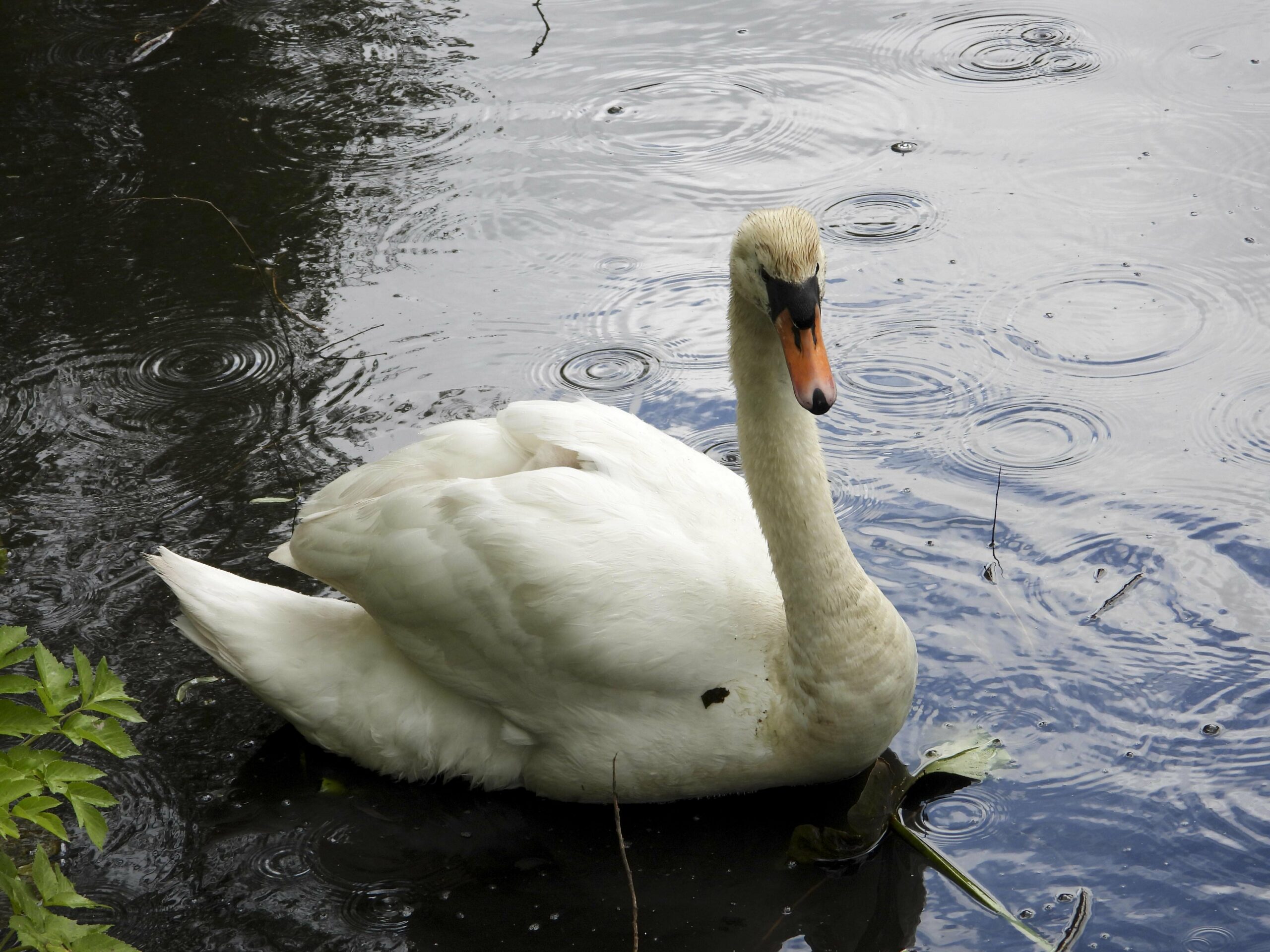 Obwohl die meisten Alsterschwäne in ihr Winterquartier gebracht wurden, befinden sich noch einzelne Tiere auf der Alster (Symbolbild).