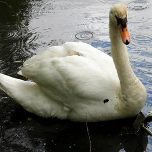 Obwohl die meisten Alsterschwäne in ihr Winterquartier gebracht wurden, befinden sich noch einzelne Tiere auf der Alster (Symbolbild).