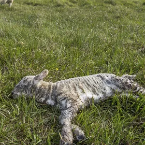 In Magdeburg wurden etliche tote Schafe gefunden. (Symbolbild)