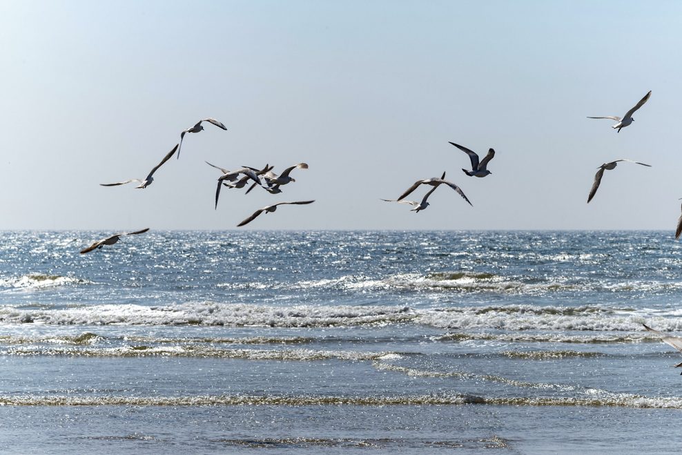 Blick auf einen Strand an der Nordsee. Im Hintergrund das Meer, viele Möwen fliegen über das Wasser