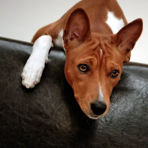Ein Hund der Rasse Basenji schaut am Montag (22.02.2010) bei einem Züchter in Trechtingshausen neugierig von einem Podest.