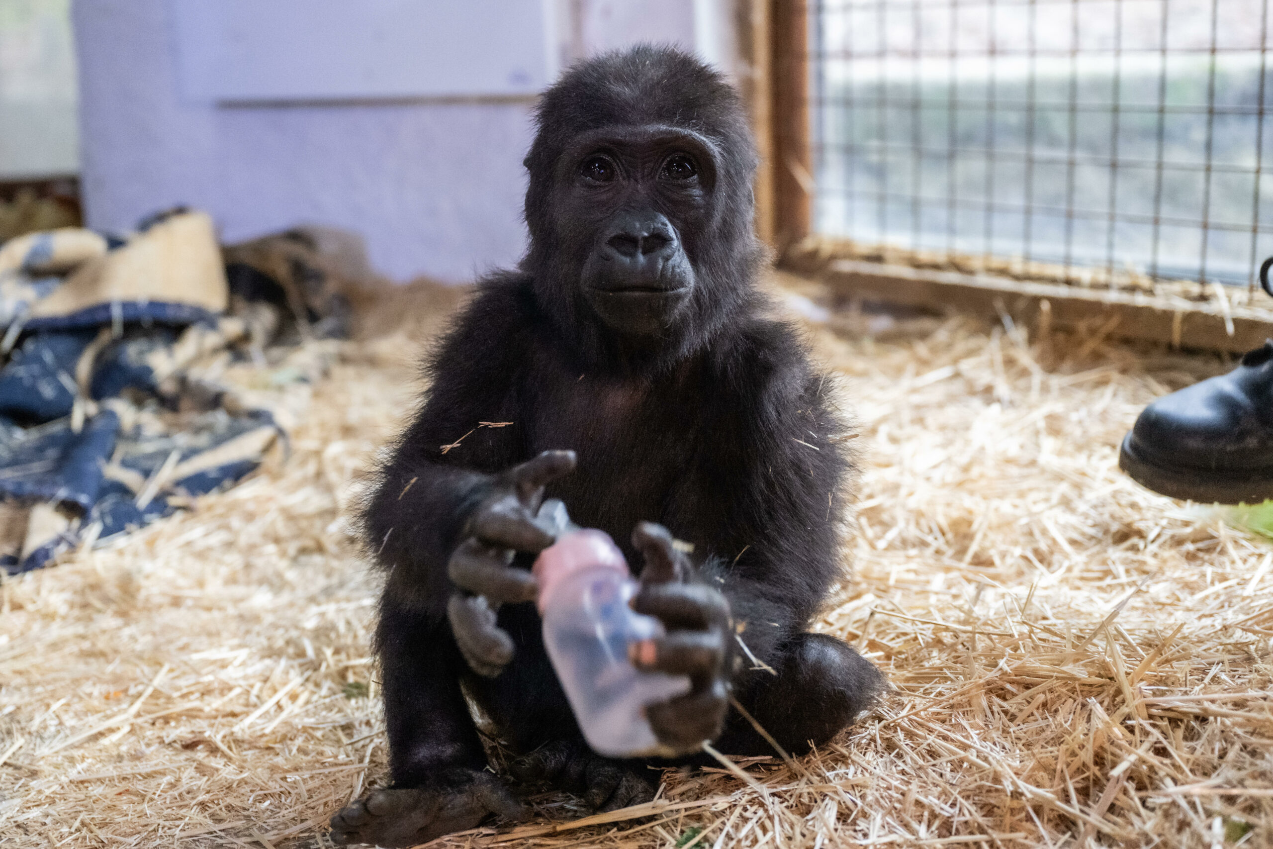 Der kleine Gorilla sitzt auf einem strohigen Untergrund und hält eine pinke Trinkflasche in seinen Händen