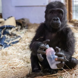 Der kleine Gorilla sitzt auf einem strohigen Untergrund und hält eine pinke Trinkflasche in seinen Händen
