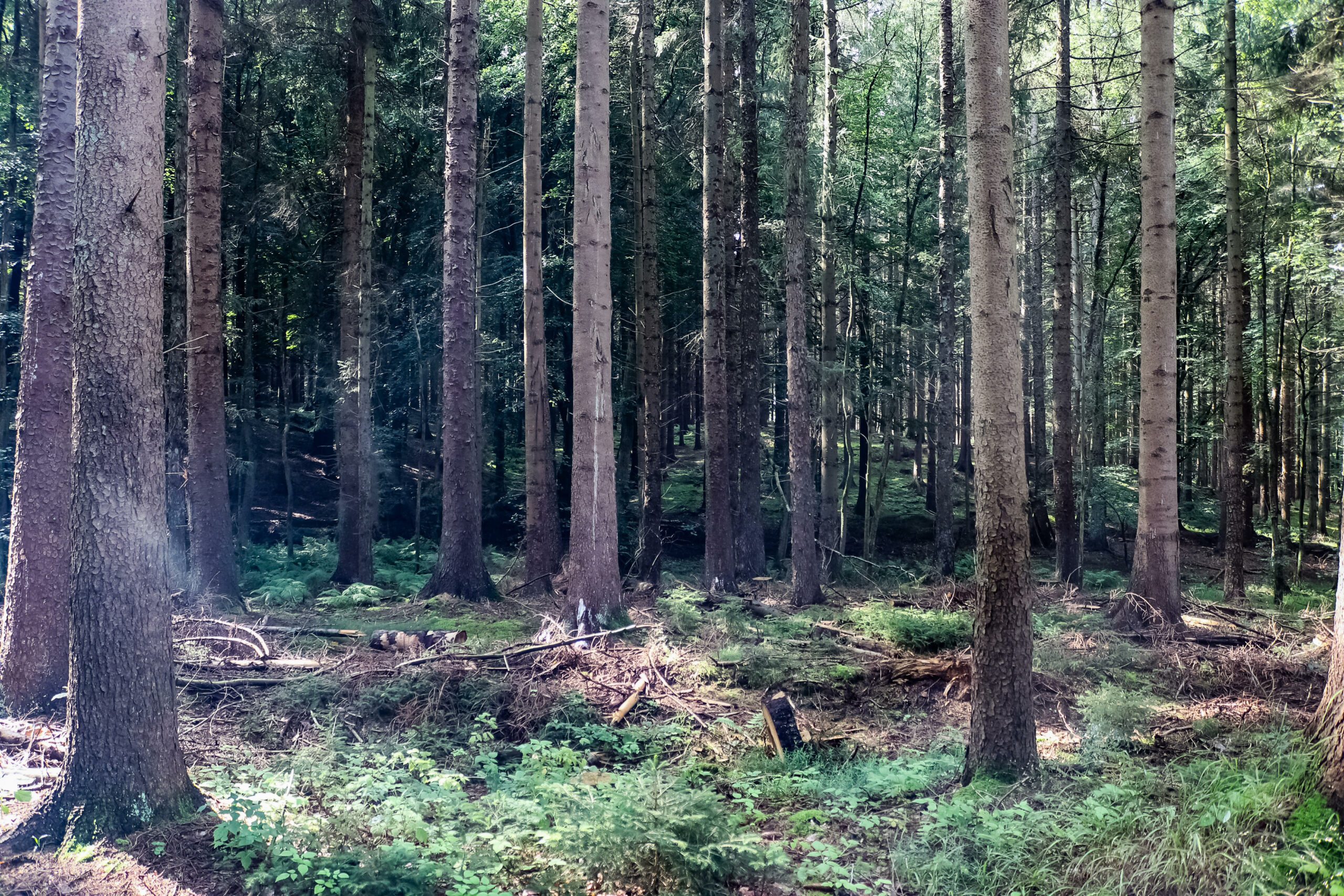 Fichten stehen in einem Waldstück.