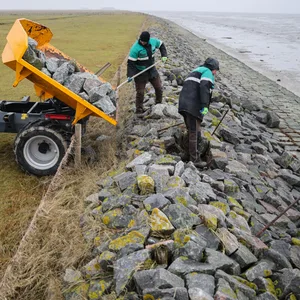 Zwei Mitarbeiter vom Landesbetrieb für Küstenschutz, Nationalpark und Meeresschutz Schleswig-Holstein (LKN.SH) reparieren schadhafte Stellen im Deckwerk auf der Hallig Langeneß.
