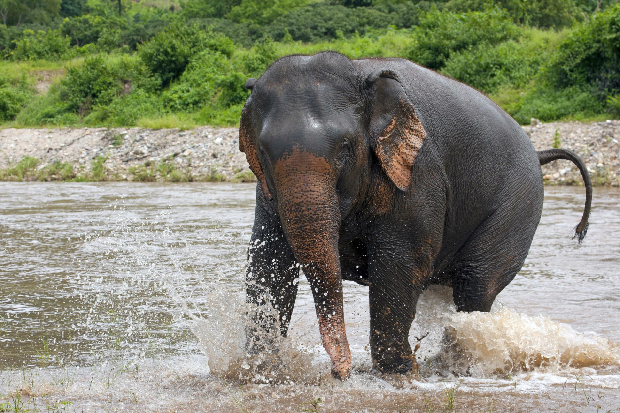 Die Touristin wurde beim gemeinsamen Baden von einem Elefanten getötet – vor den Augen ihres Partners. (Symbolbild)