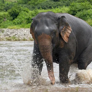 Die Touristin wurde beim gemeinsamen Baden von einem Elefanten getötet – vor den Augen ihres Partners. (Symbolbild)