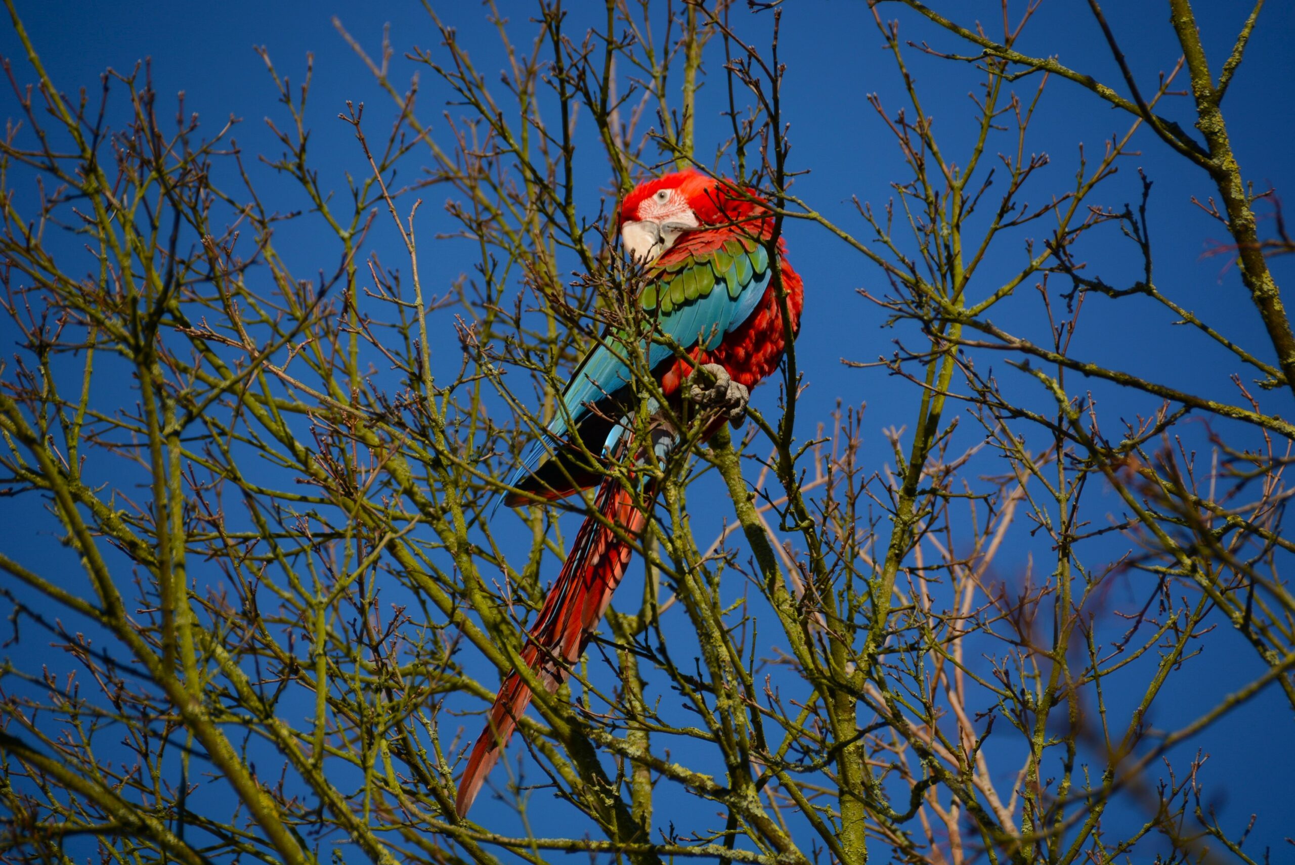 Papagei im Baum