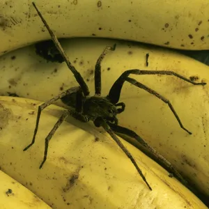 Eine Bananenspinne (Symbolbild).