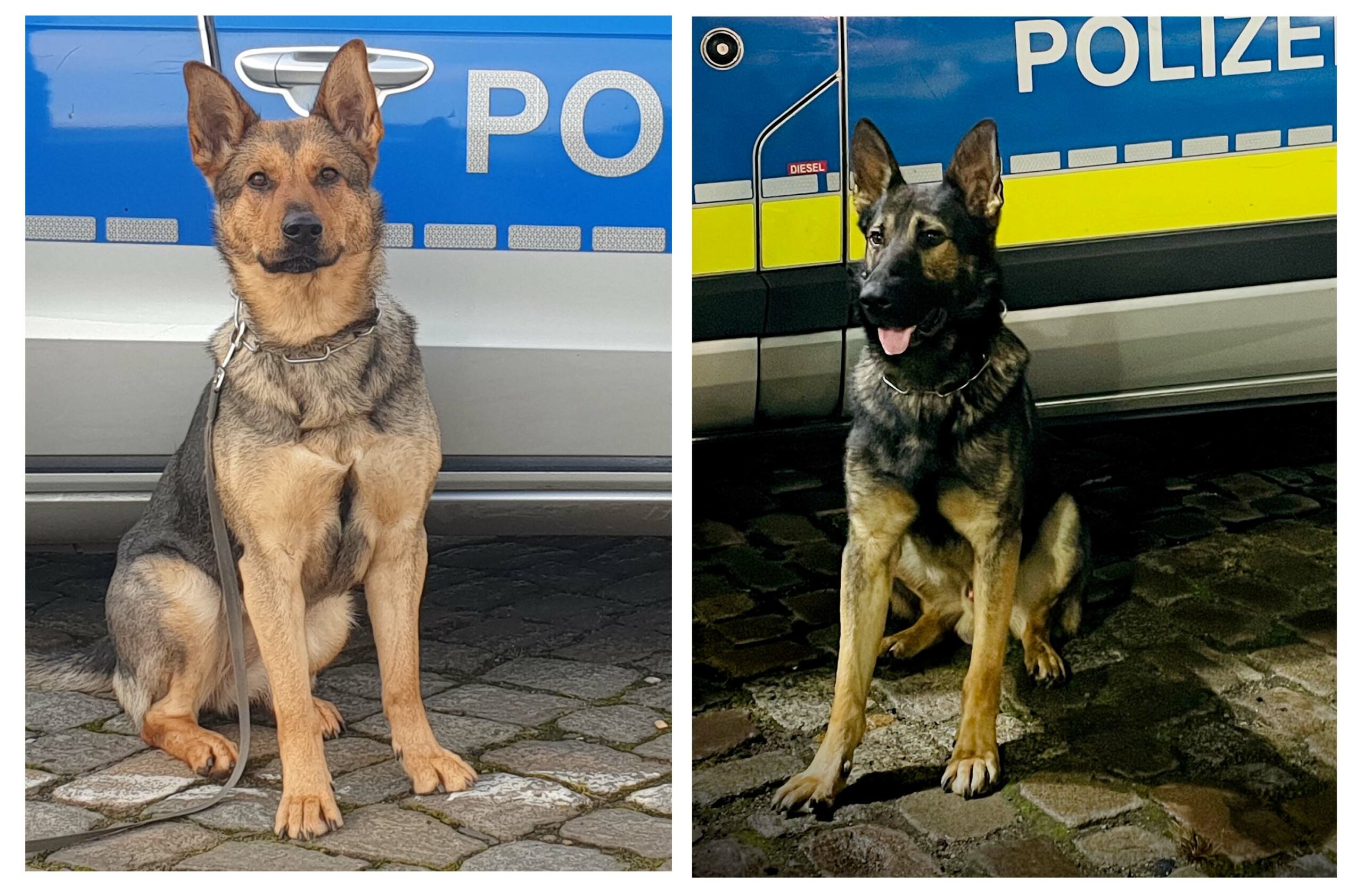 In Wilhemsburg: Einbruch in Reifenhandel in Wilhemsburg endet für zwei Täter schmerzvoll – Polizeihunde beißen zu