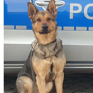 In Wilhemsburg: Einbruch in Reifenhandel in Wilhemsburg endet für zwei Täter schmerzvoll – Polizeihunde beißen zu