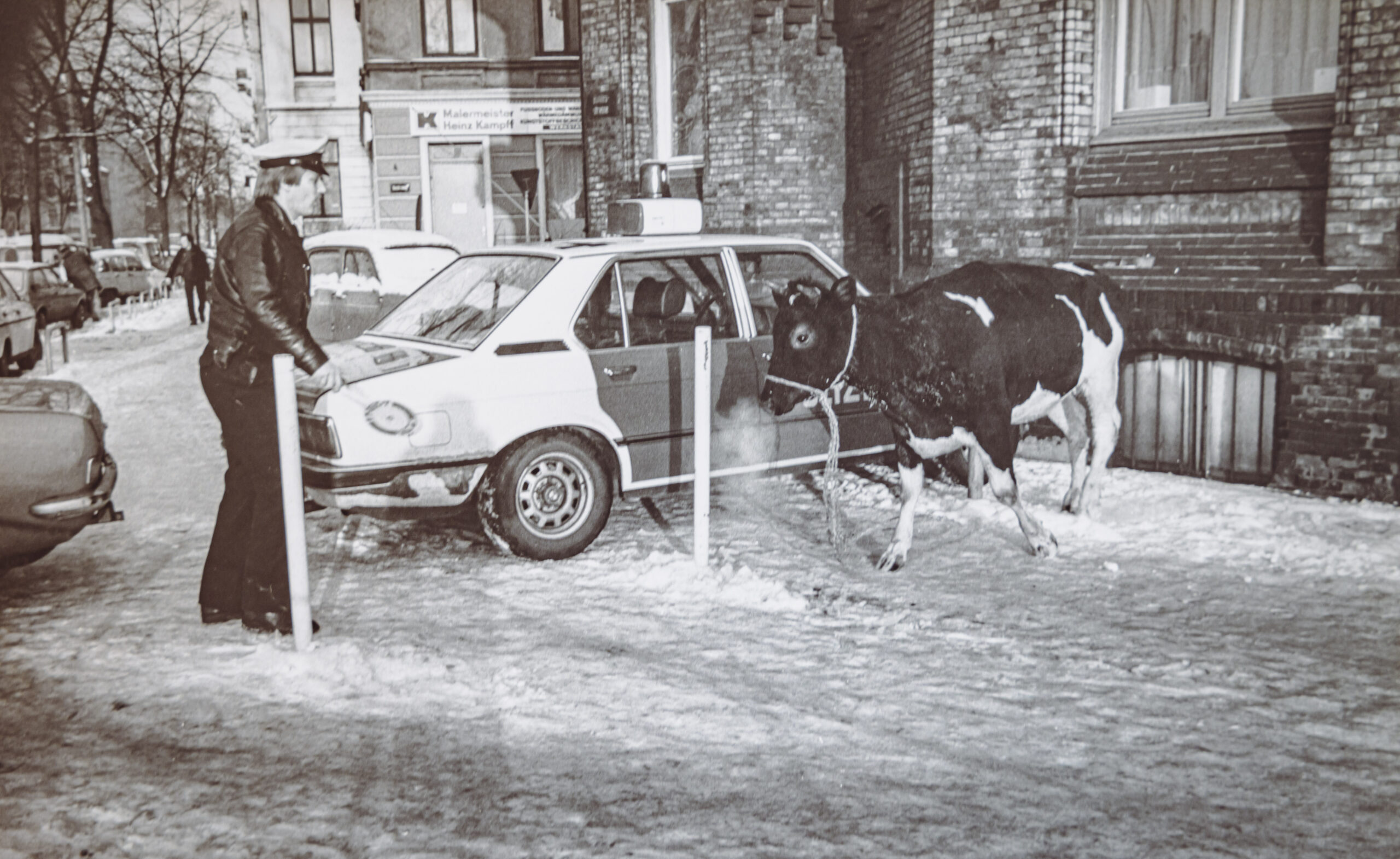 Ein Polizist will die Kuh an der Bundesstraße mit einer Kelle stoppen - doch das Tier bleibt unbeeindruckt.