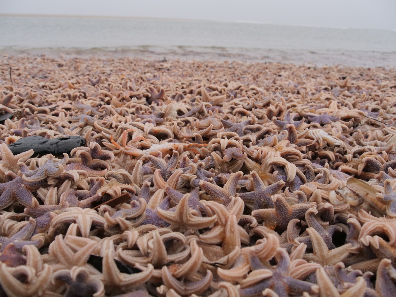 Tausende Seesterne liegen tot an den Stränden von Sylt.