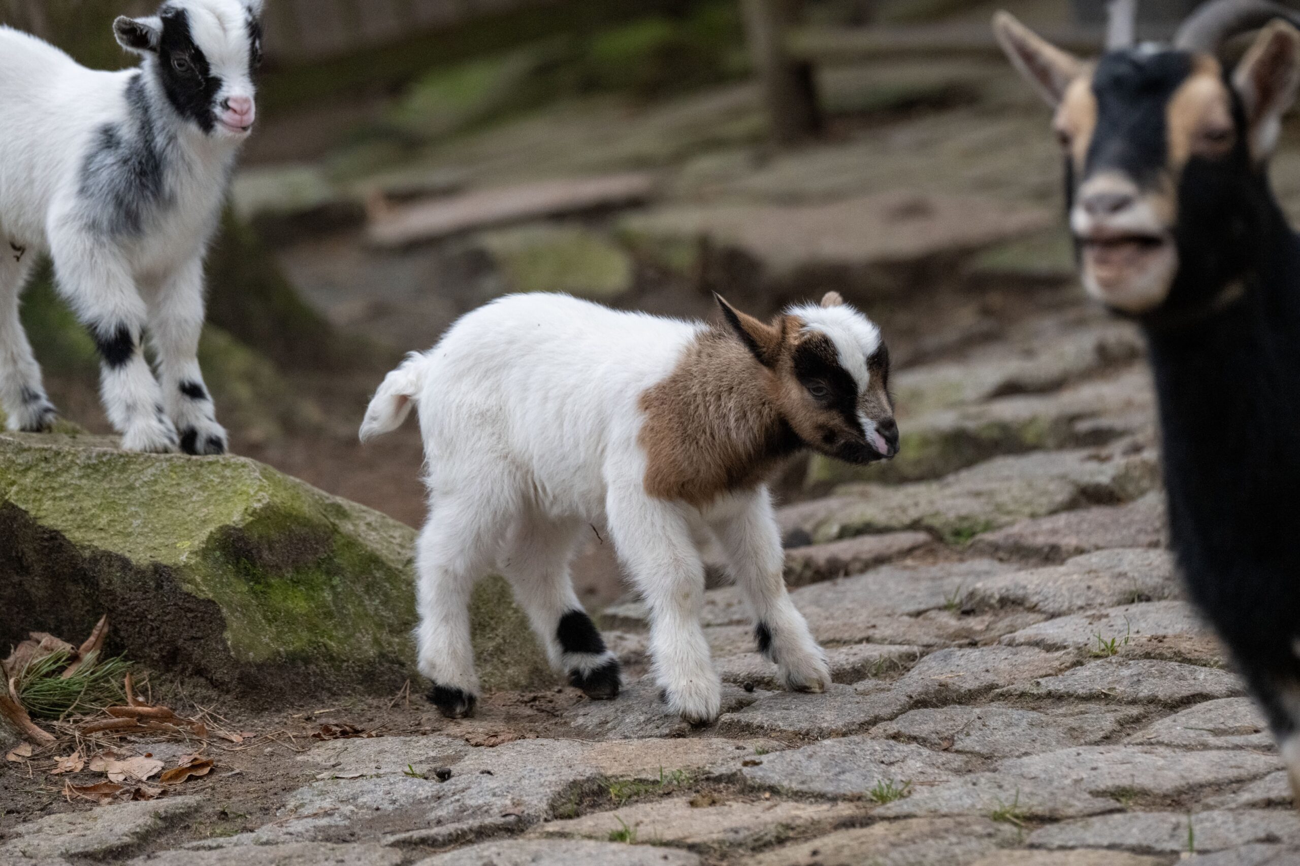 Junge Ziegen spielen im Zoo Stralsund.