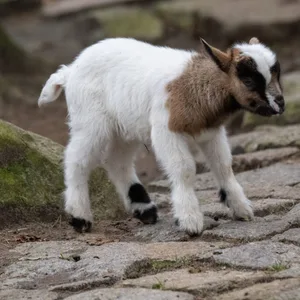 Junge Ziegen spielen im Zoo Stralsund.