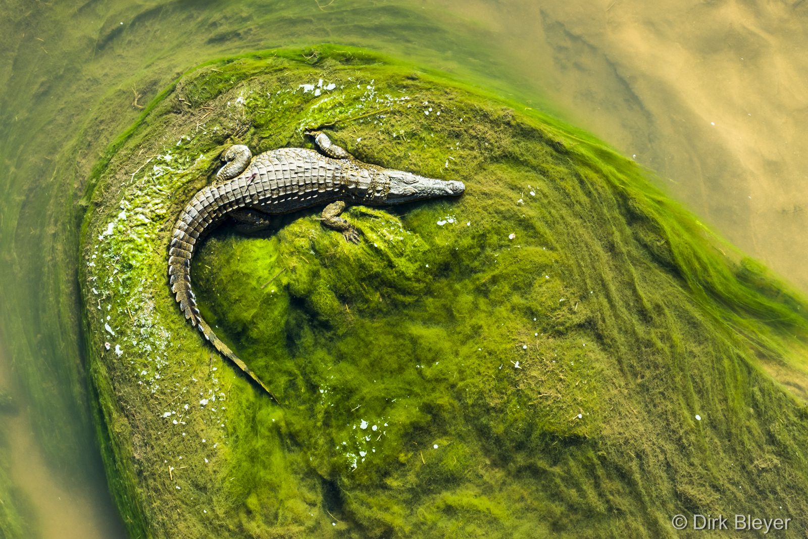 Ein Krokodil von oben