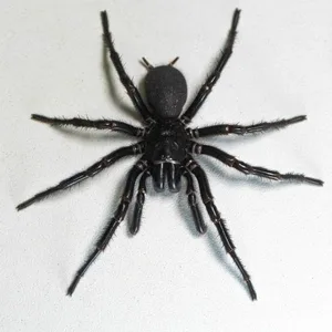 Die bislang größte gefundene Trichternetzspinne „Hercules“.