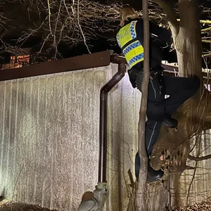 Polizisten suchen in einem Baum nach Spuren eines Ei