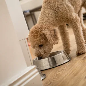 Hund frisst