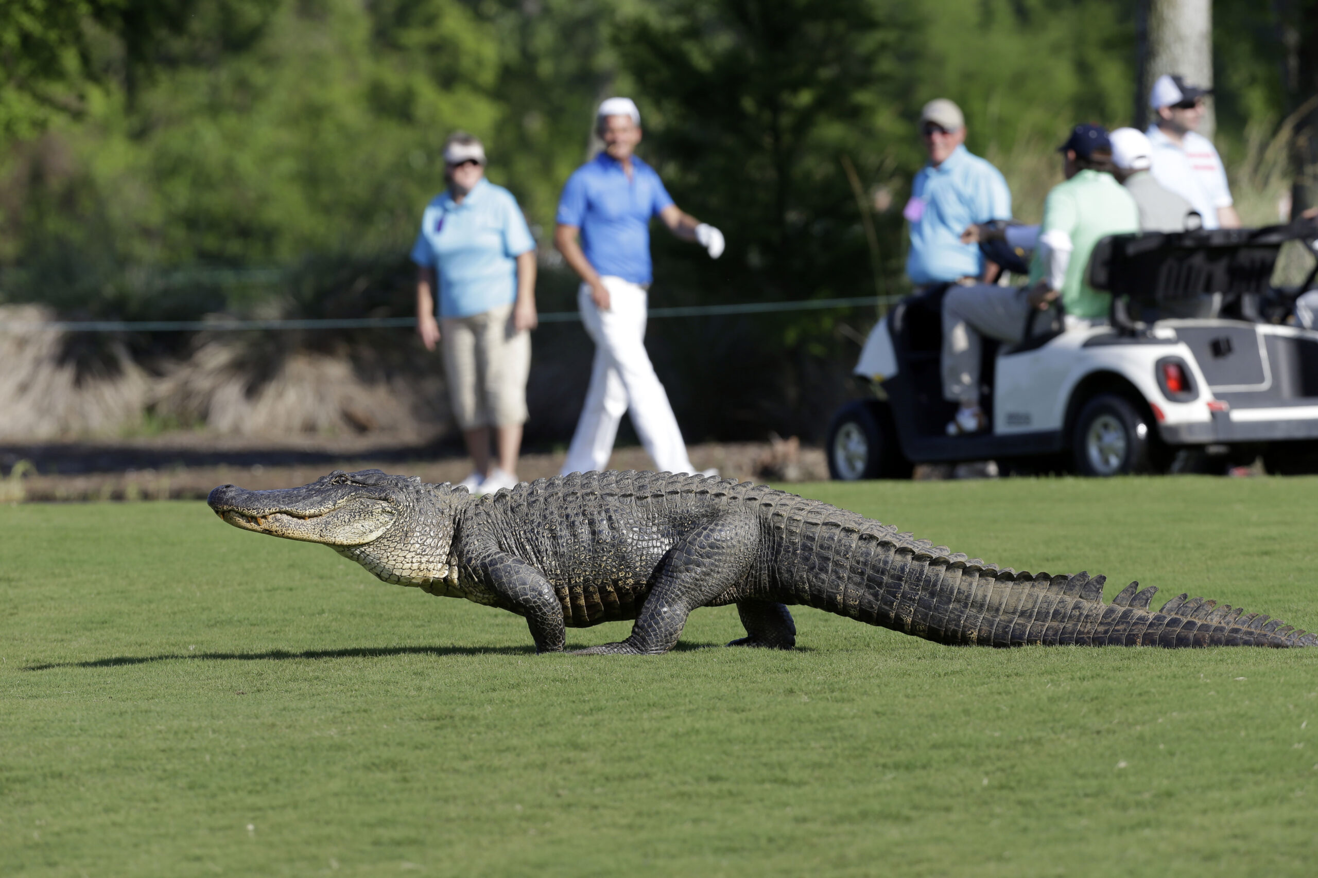 Ein Alligator auf dem Golfplatz