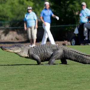 Ein Alligator auf dem Golfplatz