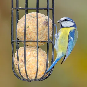 Eine Meise am Meisenknödel