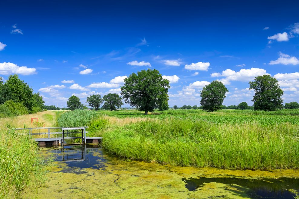 Das Naturschutzgebiet Kirchwerder Wiesen im Sommer bei Sonnenschein
