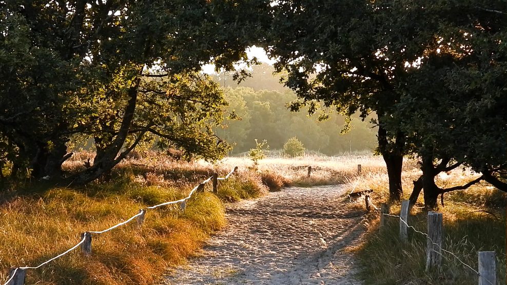 Man sieht einen Sandweg, an den Seiten ein Zaun, dahinter Wiesen.