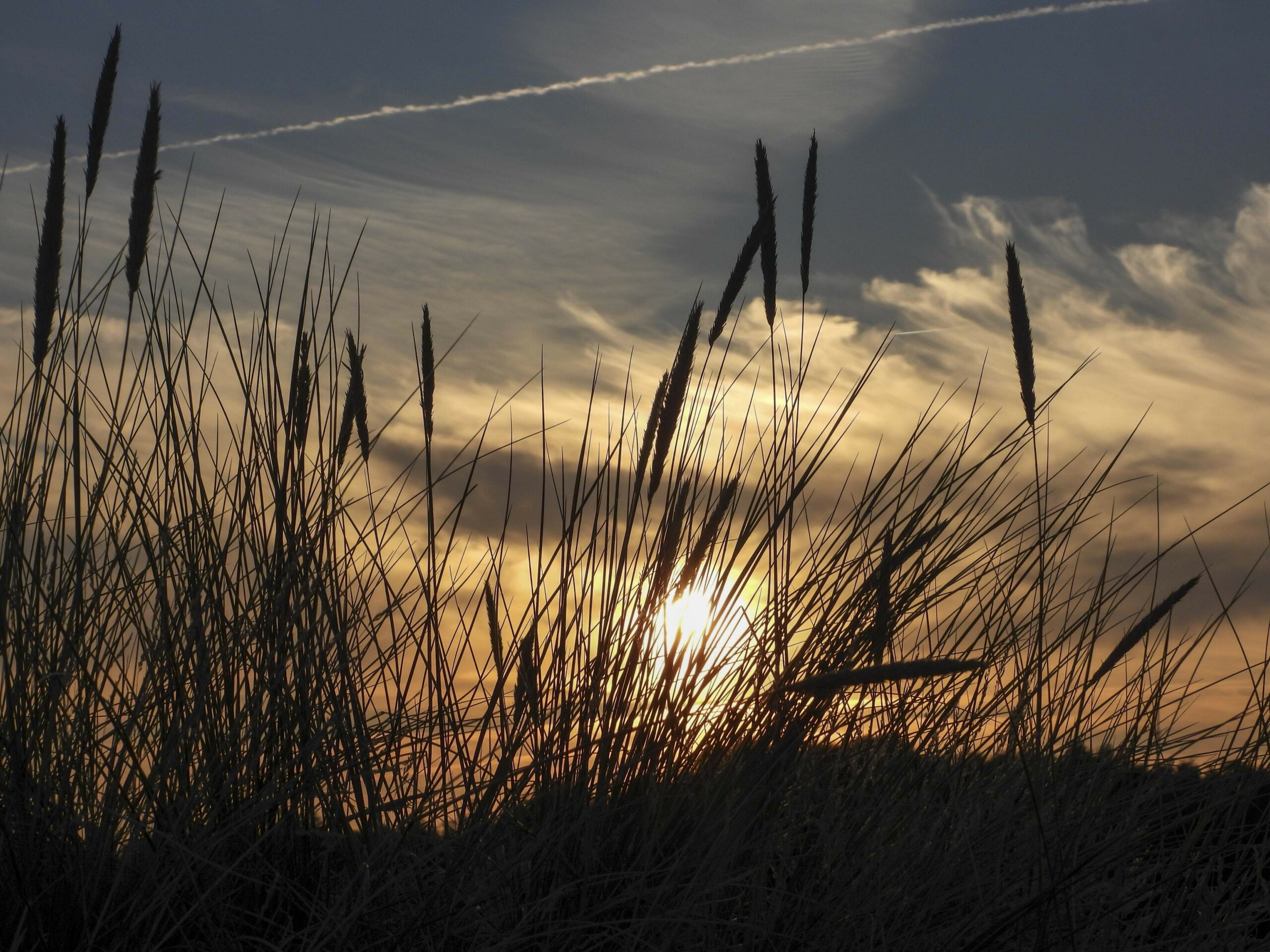 Man sieht hohe Grashalme vor der untergehenden Sonne