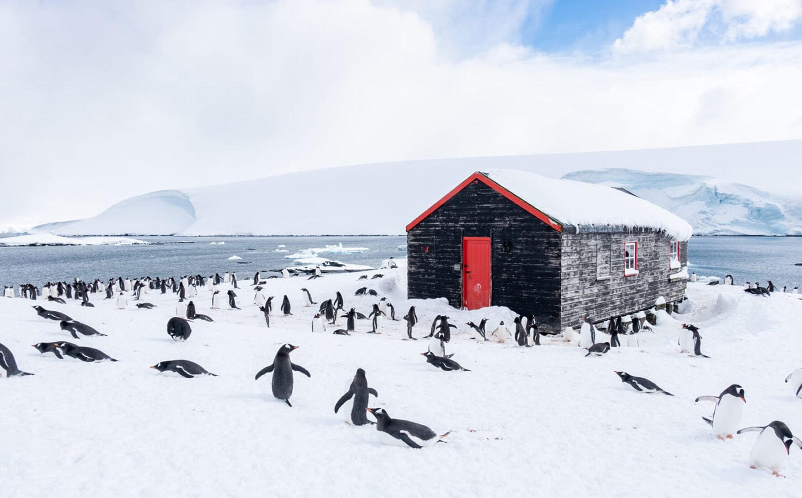 Pinguin zählen in der Antarktis