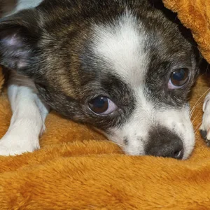 Die Feuerwehr konnte den Familienhund, einen Chihuahua, aus dem brennenden Haus retten (Symbolbild).